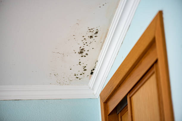 Best Local Mold Removal Service  in Goodyear, AZ