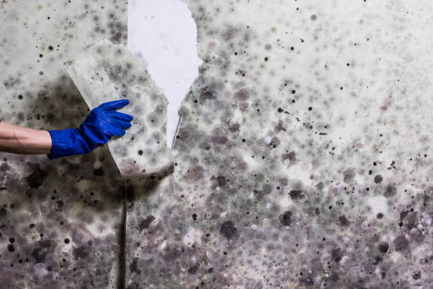 Best Mold Testing  in Goodyear, AZ