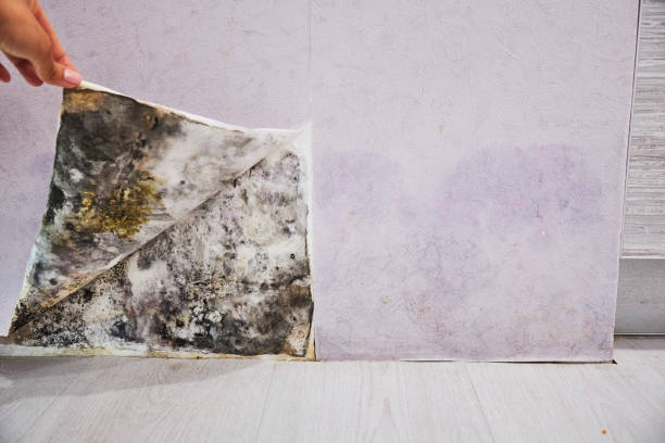 Best Attic Mold Removal  in Goodyear, AZ